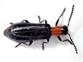 Tillus elongatus